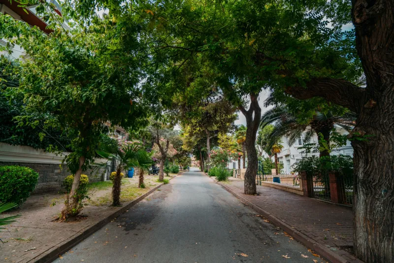 Roots Run Deep: The Measurable Financial Case for Buying on a Tree-Canopied Street